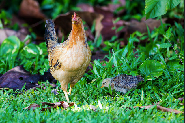 A Red Junglefowl mother is pictured with her chick.