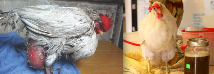 On the left: Sweet Pea was rescued by Free From Harm in Illinois, but died of Peritonitis, the mass seen here extending from her abdomen to the floor. On the right: Seven was rescued by Hen Harbor in California. She is pictured here next to a jar filled with infected fluid that has been drained from her abdomen.