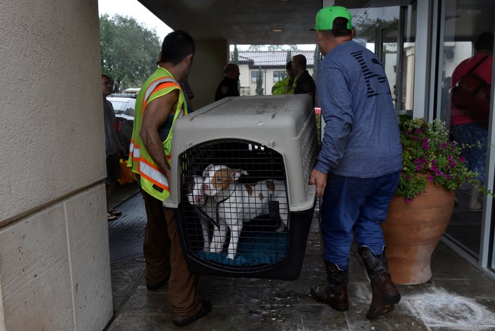 Rescued dogs are taken to an evacuation center in Bellaire, a city within the Houston metropolitan area.