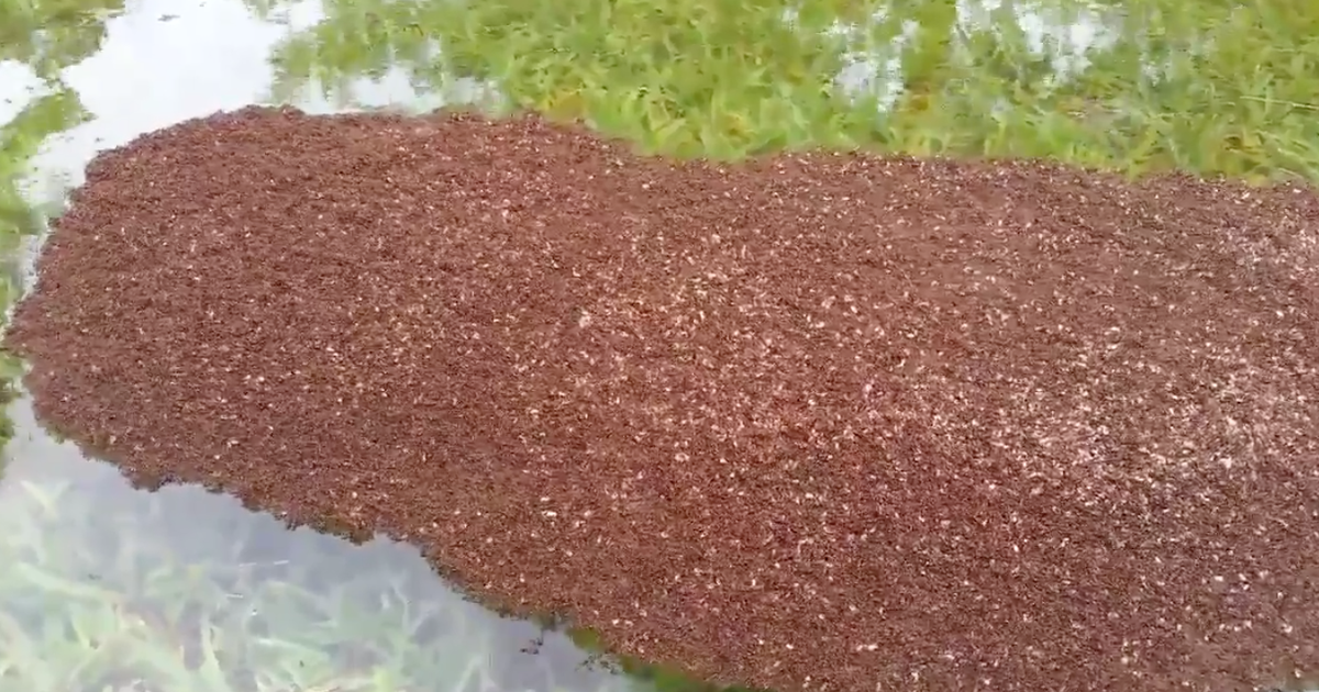 Hurricane Harvey's Stinging Nightmare: Floating Fire Ant Colonies ...
