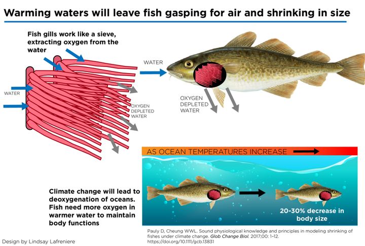 Warmer waters hold less oxygen, causing fish to shrink.
