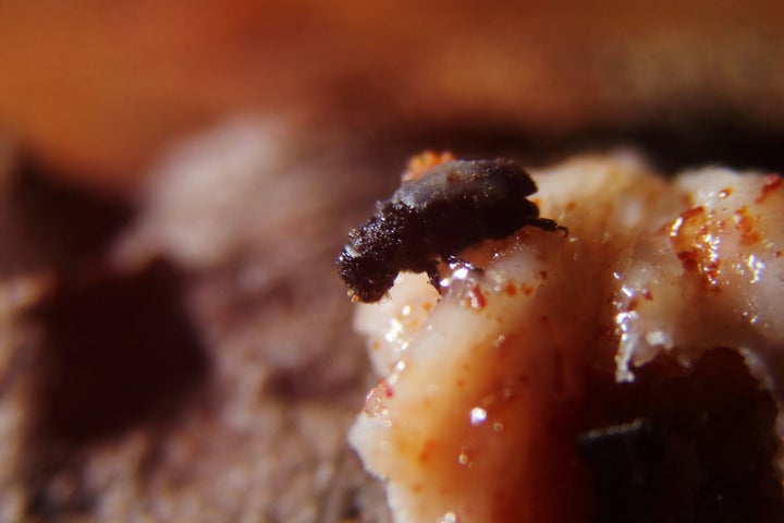 A Southern pine beetle trapped in resin.