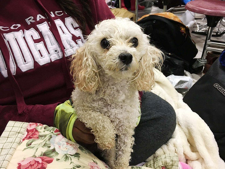 Deresharee Laracuente's dog Princess waits with her family at Cinco Ranch High School, an evacuation shelter.