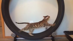 5 Cat Videos To Get You Through The Bank Holiday