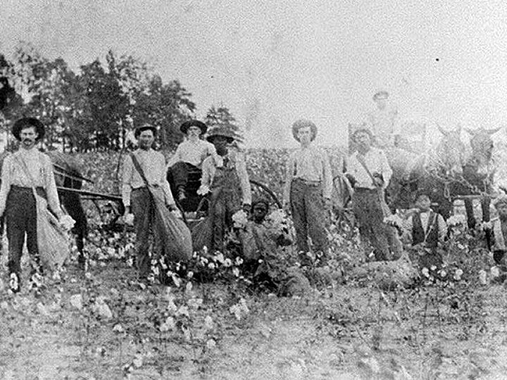 <p>Sharecroppers — Black and white — harvesting cotton in Randolph County, Georgia, 1910.</p>