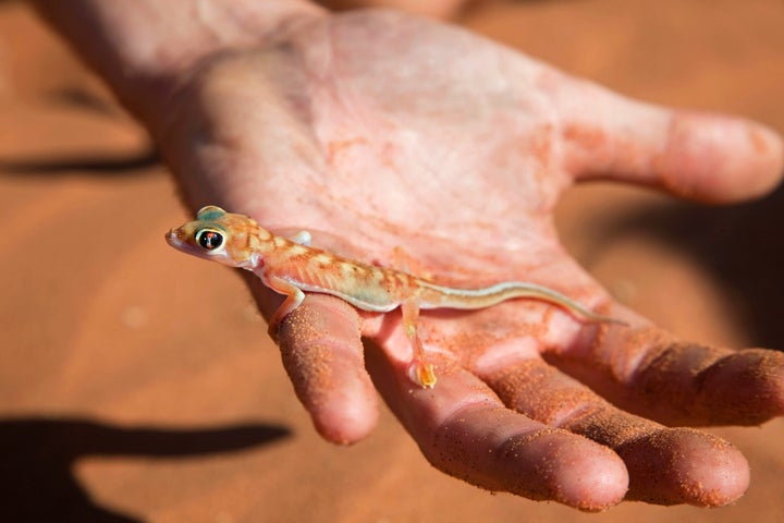 This gecko was not the culprit.