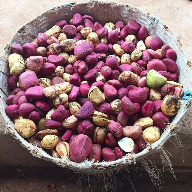 A basket full of kola nuts that have been peeled from their pod. 