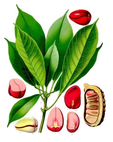 A botanical drawing of the kola nut tree with a view of how it rests in the pod on the bottom right. 