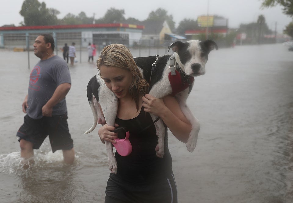 Evacuation Of Pets