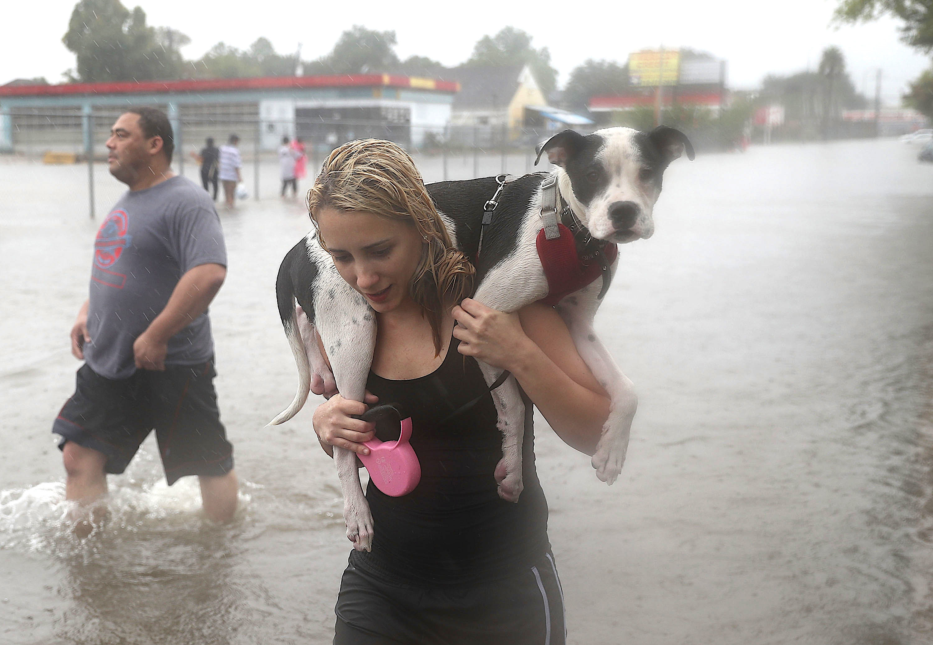 10 Extraordinary Animal Rescues In The Aftermath Of Hurricane Harvey ...