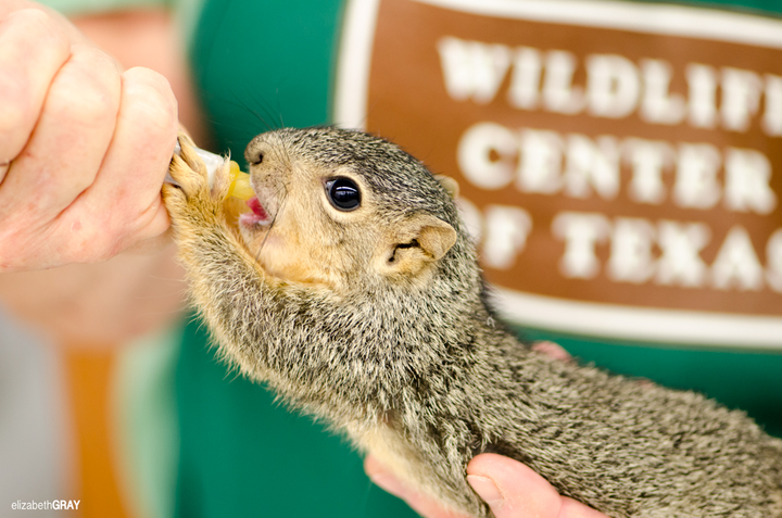 A squirrel is fed at the Houston SPCA Wildlife Center of Texas.