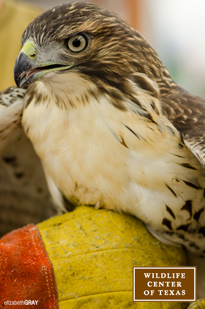 A red-tailed hawk receives care at the Houston SPCA Wildlife Center of Texas.