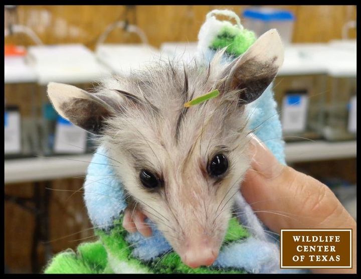 A possum photographed at the Houston SPCA Wildlife Center of Texas.