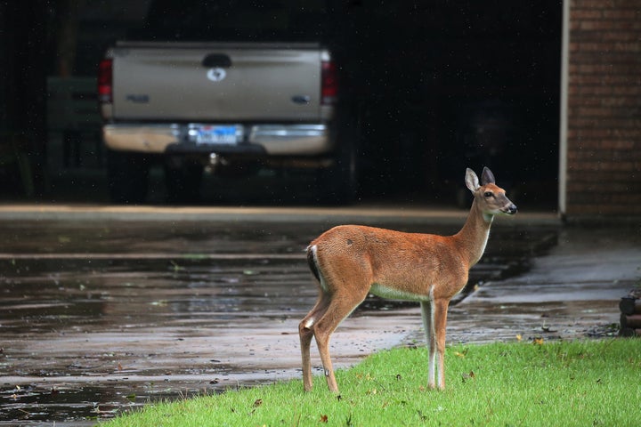 A deer stands in the driveway of a house, escaping high flood waters in Conroe, Texas, on Monday.