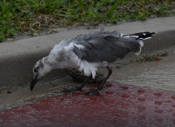 A windblown seagull seen prior to Harvey hitting Corpus Christi on Aug. 25.