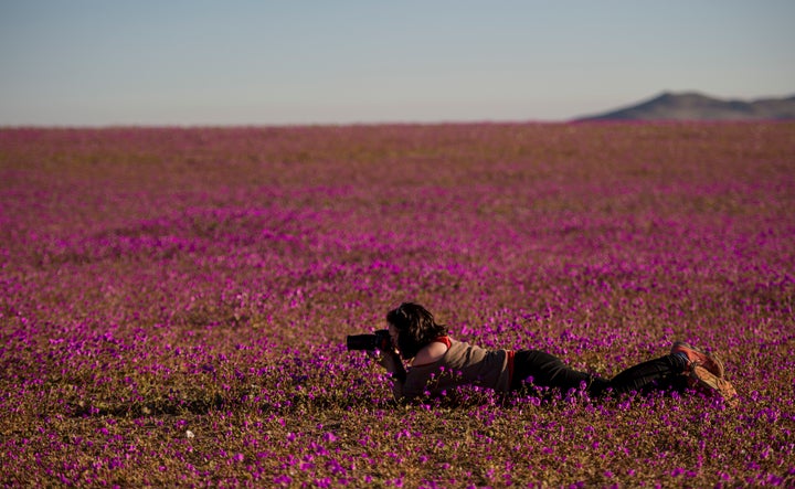 A photographer takes pictures of flowers blooming in the Huasco region on the Atacama desert on Aug, 26, 2017.