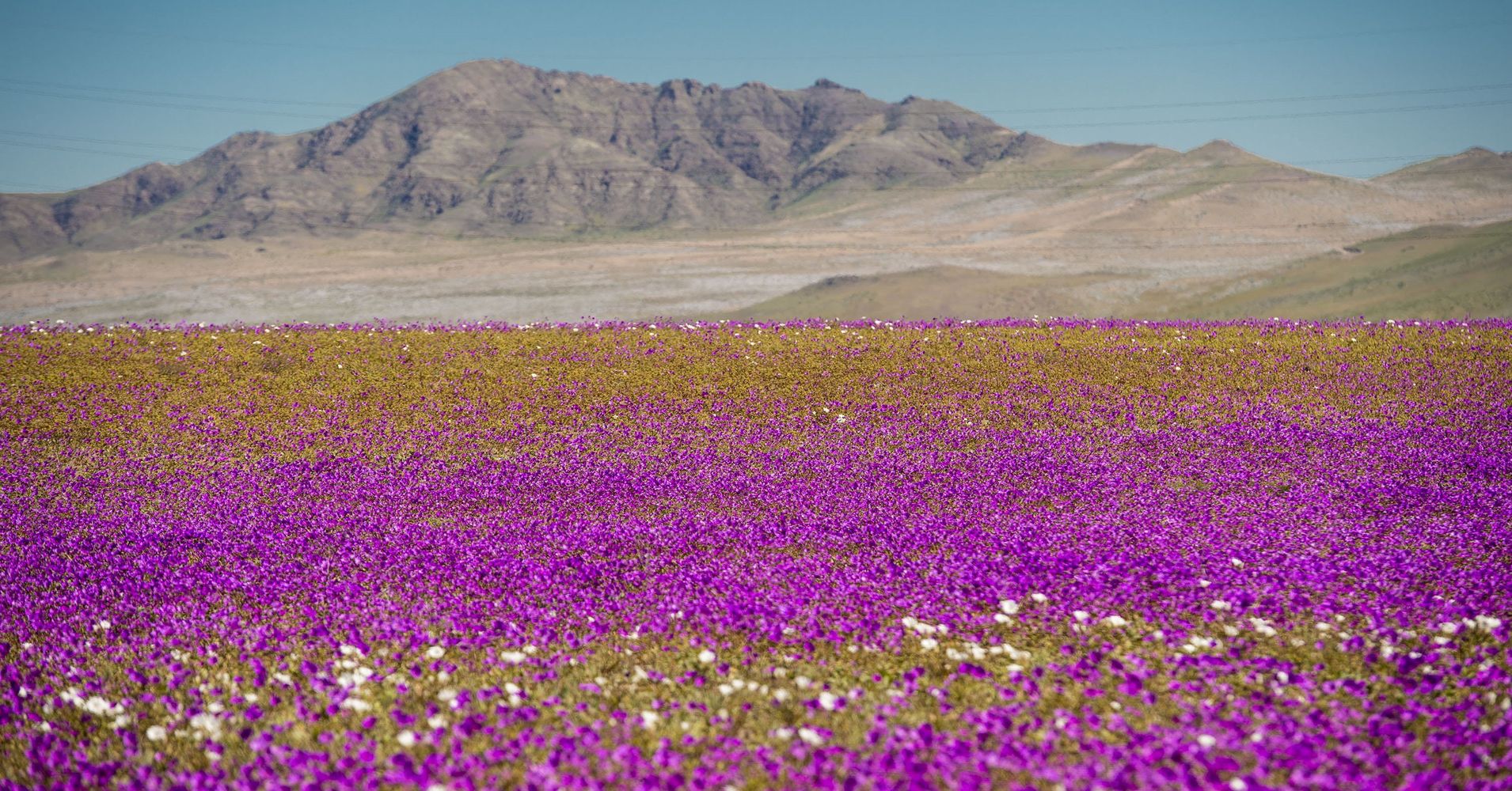 The World's Driest Desert Blooms With Hundreds Of Flowers After Rare Rain HuffPost