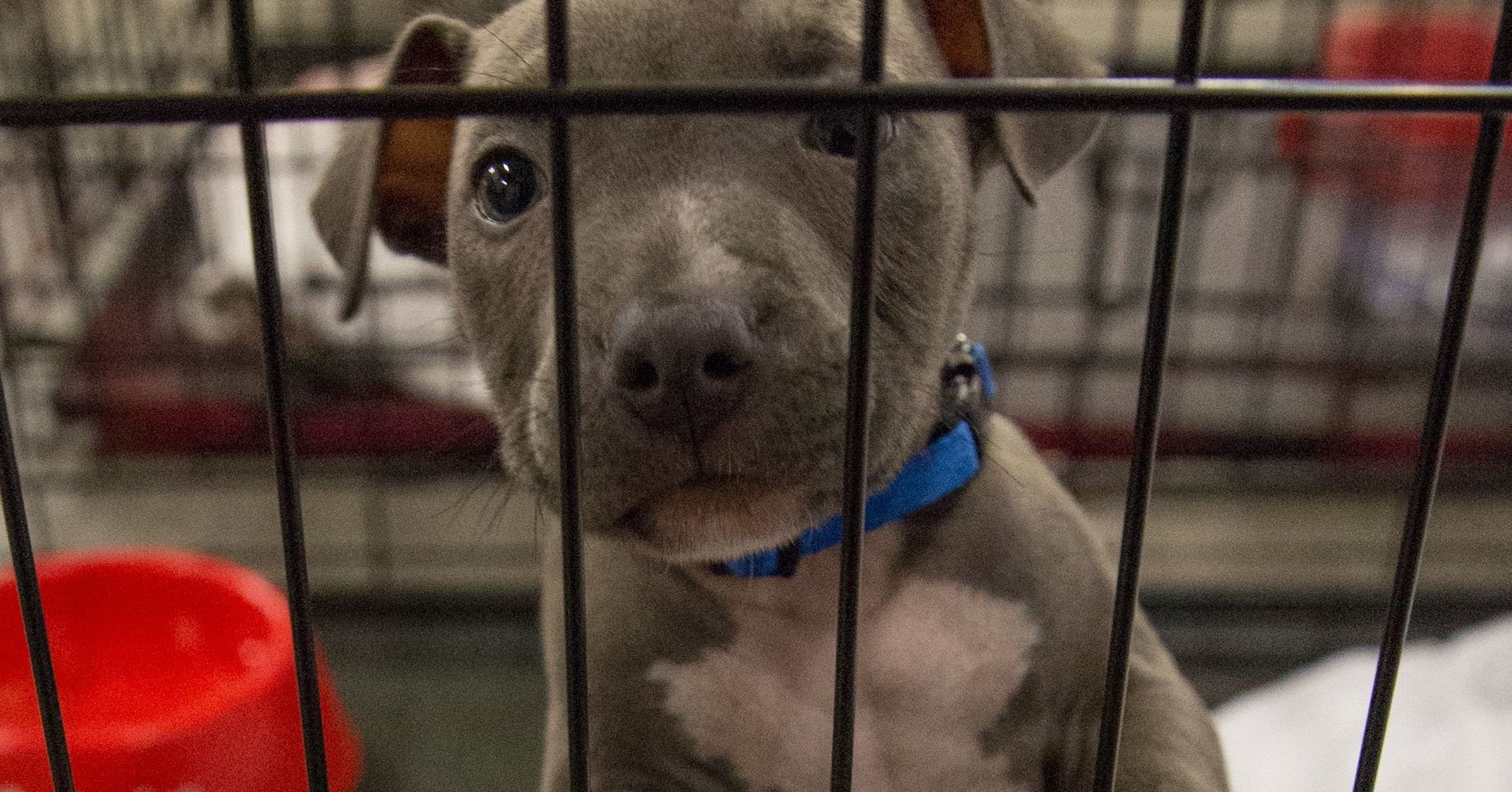 Corpus Christi Animal Shelter - change comin