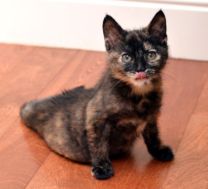 Stockton is a tortie who was born with paralysis in her lower body. 