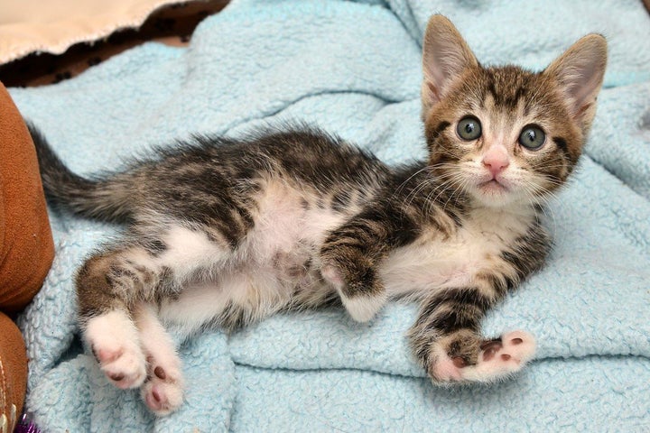 Kanga Roo is a special kitten with Radial Agenesis, or missing bones in her front paws. 