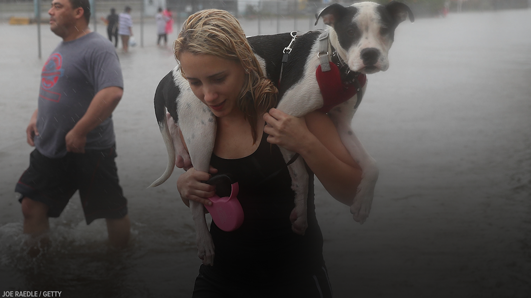 These Incredible Hurricane Harvey Pet Rescues Will Make You Shed A Tear