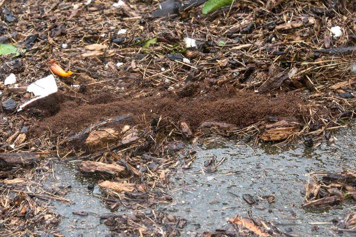 Fire ants cling together to ride out the floods during Hurricane Harvey.