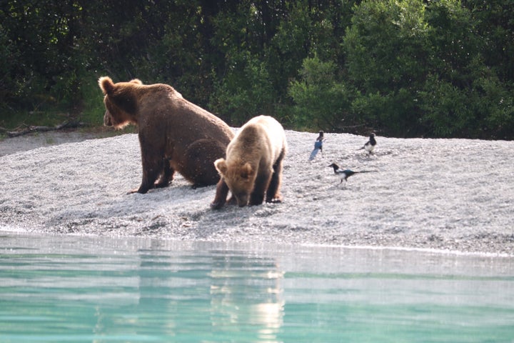 Mama bear teaches her cub how to fish.