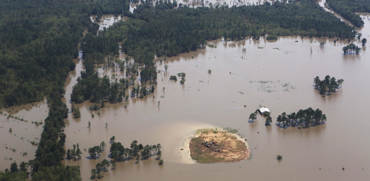 Cattle stand on a small piece of land surrounded by floodwaters.