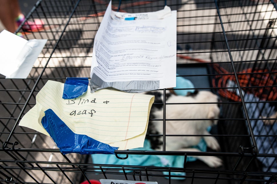Intake information on a dog kennel in a temporary animal rescue shelter in the Katy Mills parking lot in Katy, Texas, on Sund