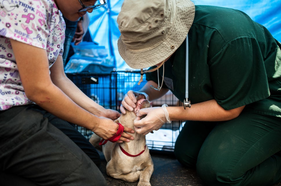 Vets checking on a new dog that was just delivered to the intake center at the Katy Mills Mall parking lot in Katy, Texas, on