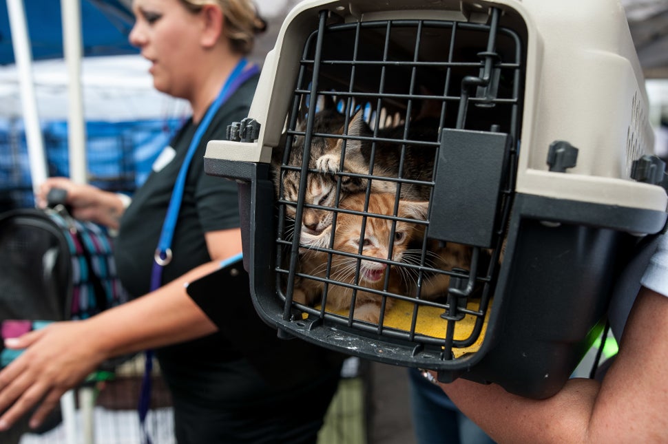 Amy Truex drops off cats found in her backyard. 