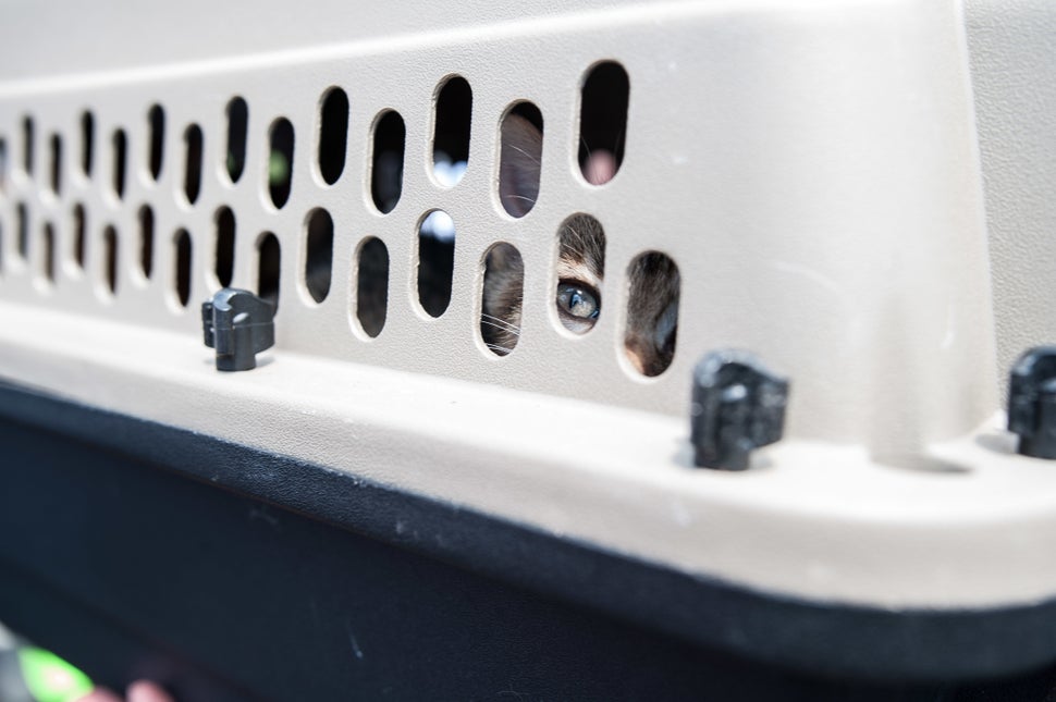 A kitten that has just been dropped off looks out of its crate in Katy, Texas, on Sunday.