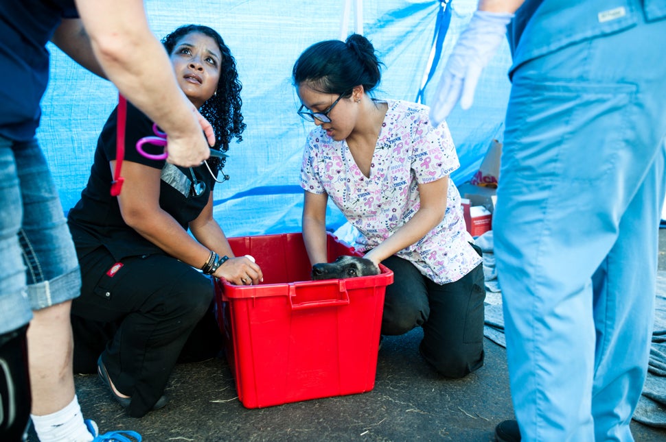 Veterinarians try to assess a dog's leg injury. 