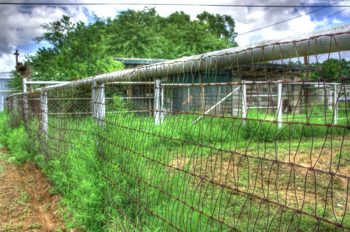 The fence line facing towards the horse and pig stalls circa 2009