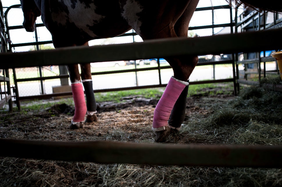 A horse receives treatment at Ford Park. 