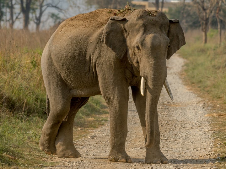 A man has been crushed to death after trying to take a selfie with an elephant in India. File image.