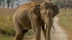 Man Crushed To Death In India After Trying To Take Selfie With Elephant