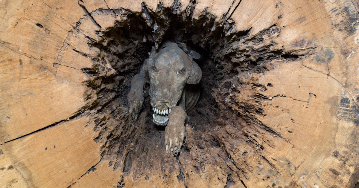 Mummified Dog And Other Oddities 'Shatter Your Senses' In New Ripley's Book | HuffPost Weird News Mummified Dog And Other Oddities 'Shatter Your Senses' In New Ripley's Book | HuffPost Weird News