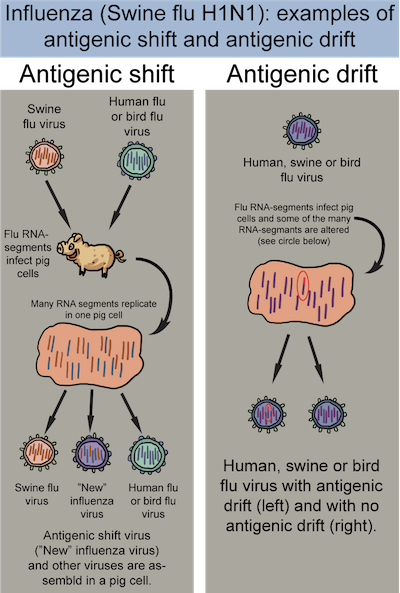 Antigenic shift vs. antigenic drift