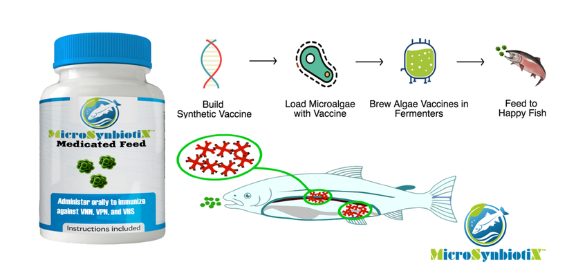 <strong>What we do at MicroSynbiotiX- Microalgae oral vaccines/functional feed additives.</strong>