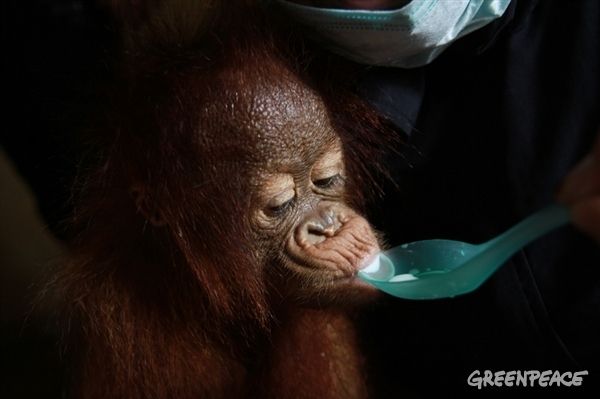 Baby orangutan being cared for