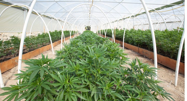 <p>Cannabis</p>
