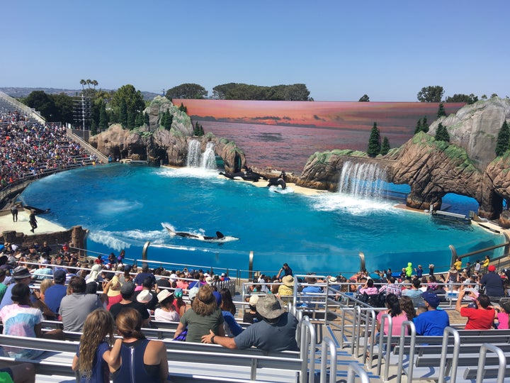 Sitting in the “splash” zone in the endless sun at Sea World, in sunny San Digeo, Calif.