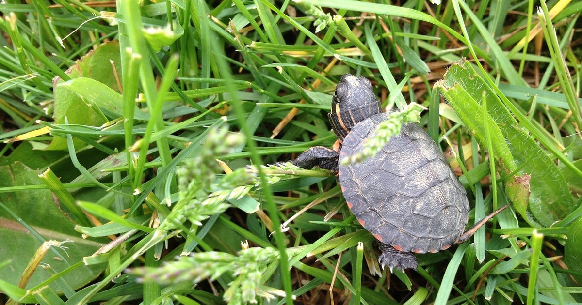Best 4 places to see baby turtles hatch | HuffPost Contributor