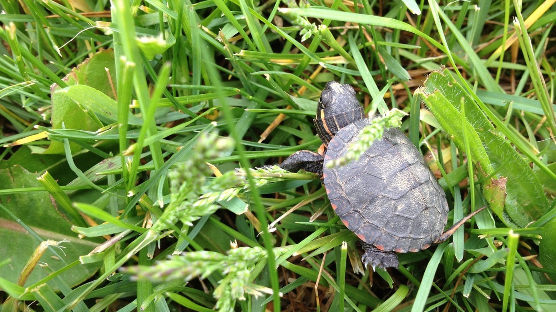 best-4-places-to-see-baby-turtles-hatch-huffpost-contributor