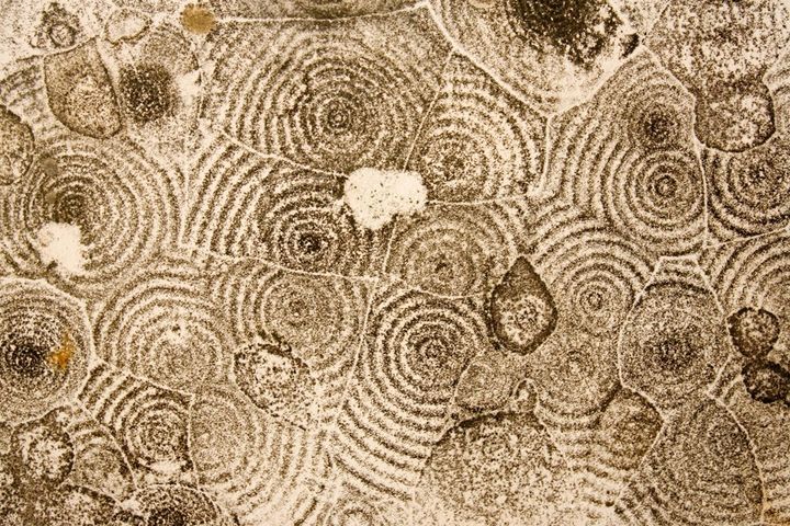<p>Mold grows in concentric circles on a ceiling in a New Orleans apartment after Hurricane Katrina.</p>