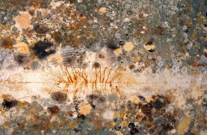 <p>A potentially dangerous species of mold grows in an apartment in Kenner, Louisiana, after Hurricane Katrina. </p>