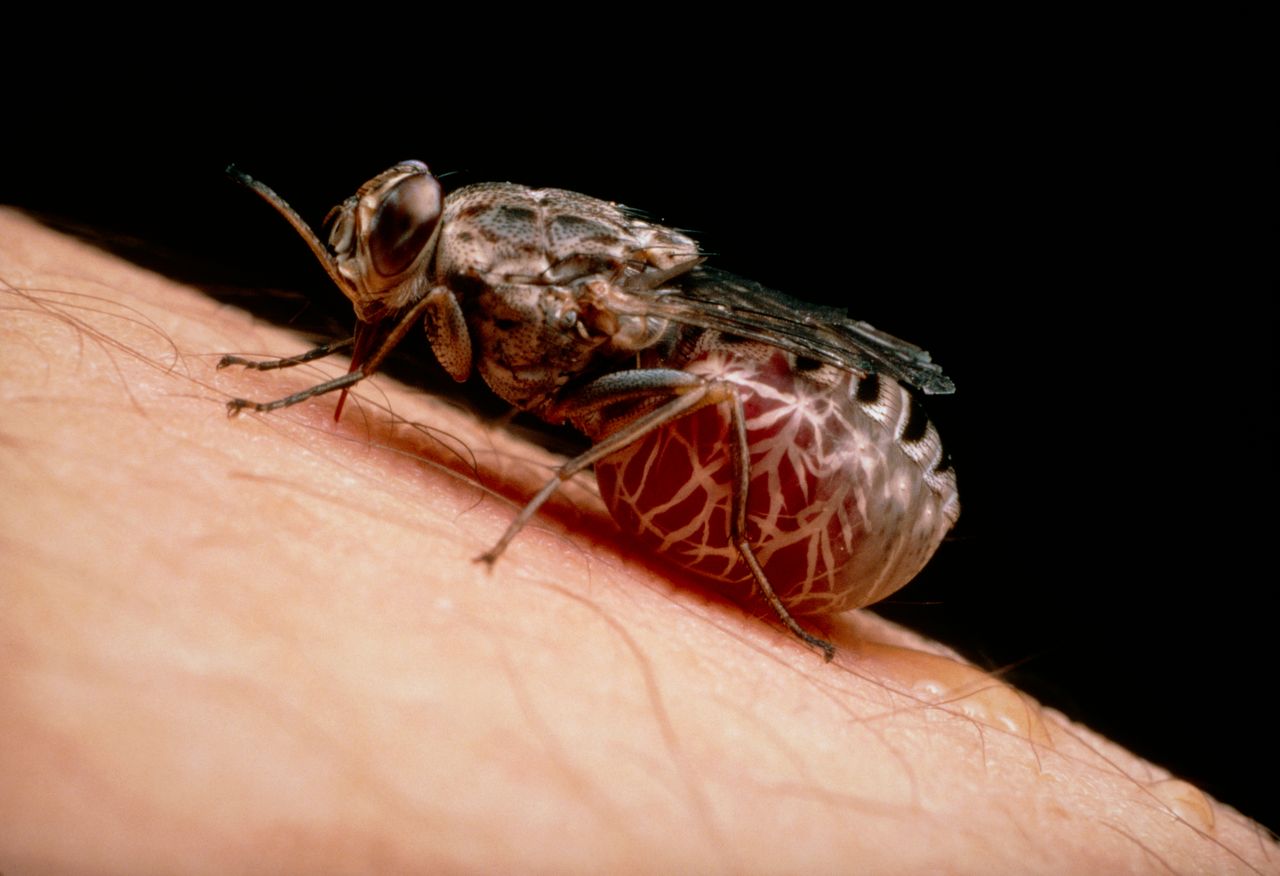 The tsetse fly, here engorged with blood, spreads the parasitic sleeping sickness.