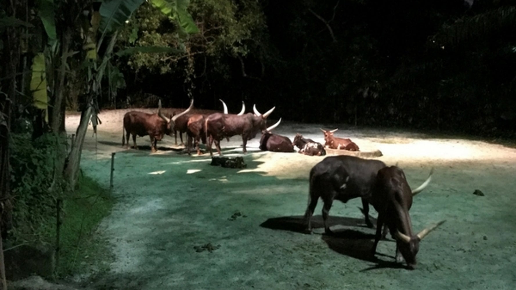 12 Tips Before You Go To Night Safari In Singapore | HuffPost Contributor 12 Tips Before You Go To Night Safari In Singapore | HuffPost Contributor