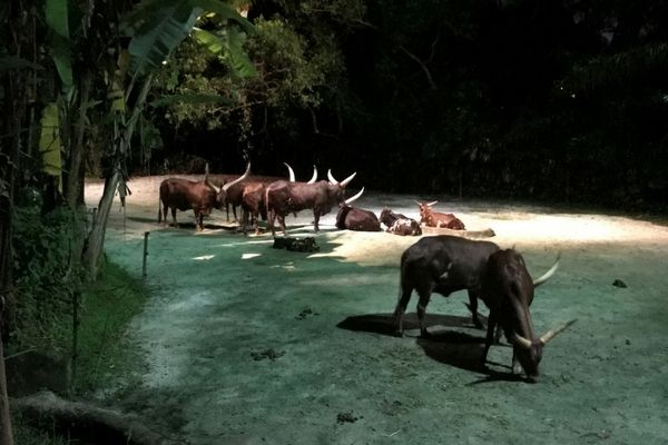 The magnificent Ankole Cattle at the Night Safari, Singapore.